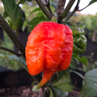 Dragon's Breath Chili Pepper Seeds, Extreme Caution Garden Vegetables
