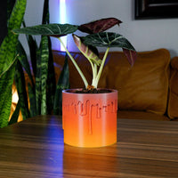 Drip Plant Planter & Comes in Many Colors