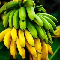 Cavendish Dwarf Banana, Live Plant