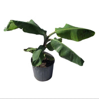 Double Mahoi Dwarf Banana, Live Plant