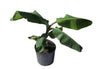 Kokopo, Patupi Dwarf Banana Live Plant