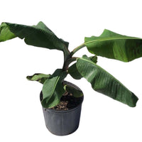 Kokopo, Patupi Dwarf Banana Live Plant