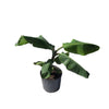 Lakatan Musa Banana Live Plant