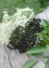 Sambucus canadensis, Florida Native Edible Elderberry Shrub - Live Plant