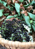 Sambucus canadensis, Florida Native Edible Elderberry Shrub - Live Plant