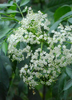 Sambucus canadensis, Florida Native Edible Elderberry Shrub - Live Plant