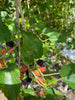 Morus Mulberry Dwarf Everbearing Small Tree Or Shrub, Live Fruit Plant