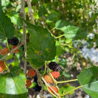 Morus Mulberry Dwarf Everbearing Small Tree Or Shrub, Live Fruit Plant