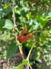 Morus Mulberry Dwarf Everbearing Small Tree Or Shrub, Live Fruit Plant