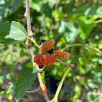 Morus Mulberry Dwarf Everbearing Small Tree Or Shrub, Live Fruit Plant