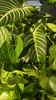 Kelp Mist For Plants By Elm Dirt
