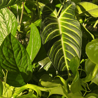 Kelp Mist For Plants By Elm Dirt