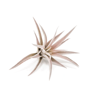 Tillandsia Harrisii Air Plants