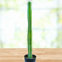 Stenocereus Marginatus, Mexican Fence Post Cactus Plant