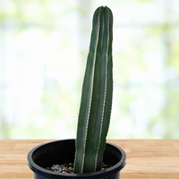 Stenocereus Marginatus, Mexican Fence Post Cactus Plant