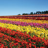 Ranunculus 10 Corms - Tecolote Red By Easy To Grow Bulbs