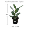 Ficus benghalensis / Ficus Audrey, Elegant Banyan Tree, The Perfect Live Indoor Plant