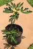 Ficus carica 'Fignomenal' Fig, Dwarf Tree for Small Spaces, Live Fruit Plant