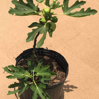 Ficus carica 'Fignomenal' Fig, Dwarf Tree for Small Spaces, Live Fruit Plant