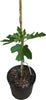 Violet de Bordeaux Dwarf, Live Fig Tree