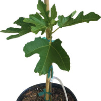 Violet de Bordeaux Dwarf, Live Fig Tree