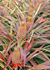 Ananas comosus 'Florida Special' Pineapple Fruit- Live Plant