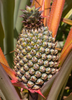 Ananas comosus 'Florida Special' Pineapple Fruit- Live Plant