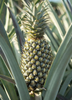 Ananas comosus 'Florida Special' Pineapple Fruit- Live Plant