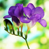 Freesia 15 Bulbs - Single Blue By Easy To Grow Bulbs