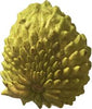 Annona Squamosa Fruit Tree, Green Sugar Apple Sweetsop, Live Plant