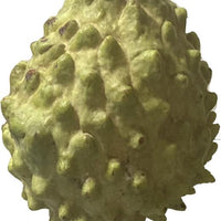 Annona Squamosa Fruit Tree, Green Sugar Apple Sweetsop, Live Plant