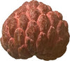 Annona Squamosa Tree, Red Sugar Apple Sweetsop Live Plant