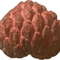 Annona Squamosa Tree, Red Sugar Apple Sweetsop Live Plant