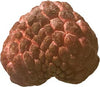 Annona Squamosa Tree, Red Sugar Apple Sweetsop Live Plant
