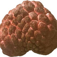 Annona Squamosa Tree, Red Sugar Apple Sweetsop Live Plant