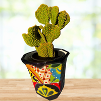 Opuntia Microdasys, Mutated Funny Bunny Prickly Pear Cactus Plant