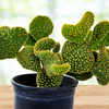 Opuntia Microdasys, Mutated Funny Bunny Prickly Pear Cactus Plant