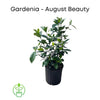 Gardenia jasminoides 'August Beauty' Fragrant White Flower, Live Shrub Plant