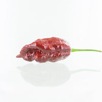 Chocolate Gator Jigsaw Chili Pepper Seeds, HIGH SHU's Garden Vegetables