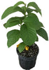 Passiflora quadrangularis Vine, Giant Granadilla Passion Fruit - Live Plant