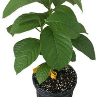 Passiflora quadrangularis Vine, Giant Granadilla Passion Fruit - Live Plant