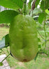 Passiflora quadrangularis Vine, Giant Granadilla Passion Fruit - Live Plant