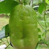 Passiflora quadrangularis Vine, Giant Granadilla Passion Fruit - Live Plant