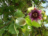 Passiflora quadrangularis Vine, Giant Granadilla Passion Fruit - Live Plant