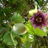 Passiflora quadrangularis Vine, Giant Granadilla Passion Fruit - Live Plant