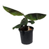 Musa Gold Finger Banana Hybrid FHIA-1 - The Resilient Delight - Live Fruit Plant