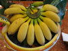 Musa Gold Finger Banana Hybrid FHIA-1 - The Resilient Delight - Live Fruit Plant
