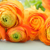 Ranunculus 10 Corms - Tecolote Gold By Easy To Grow Bulbs