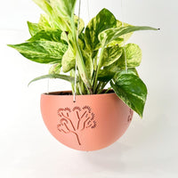 Hanging Joshua Tree Planter With Size & Color Options