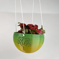 Hanging Joshua Tree Planter With Size & Color Options